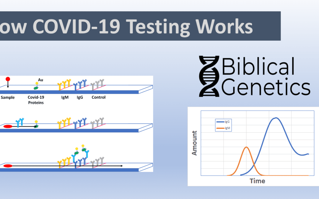 How COVID-19 Testing Works