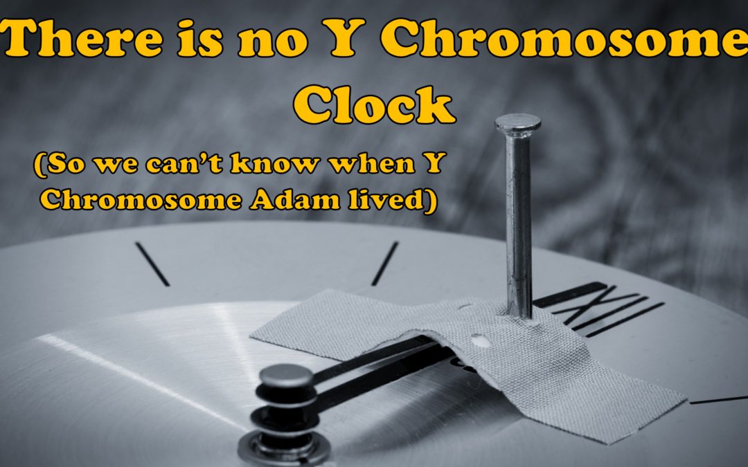 There is no Y Chromosome Clock