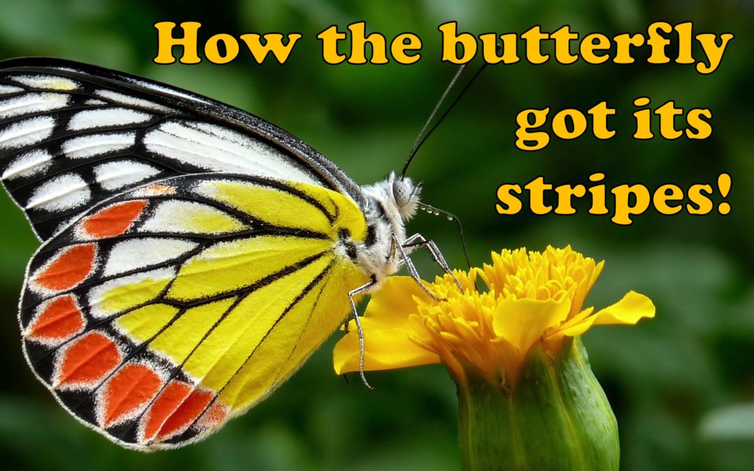 How the butterfly got its stripes
