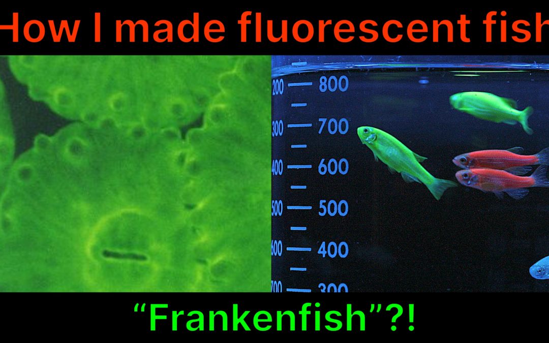 How I made fluorescent fish (a Christian response to genetic engineering)