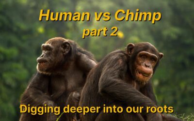 Human vs Chimp part 2