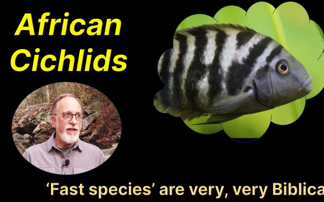 African cichlids – ‘fast species’ are very, very biblical