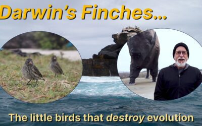 Darwin’s Finches: the little birds that destroy evolution