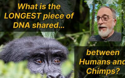 What is the longest match between the human and chimpanzee genomes?